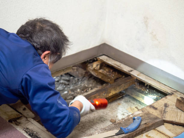 Best Mold Testing and Inspection Services in Jonesborough, TN