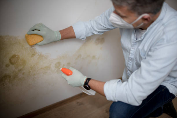 Best Residential Mold Remediation in Jonesborough, TN