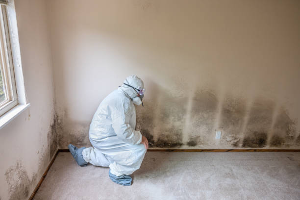 Best Health and Safety Mold Remediation in Jonesborough, TN
