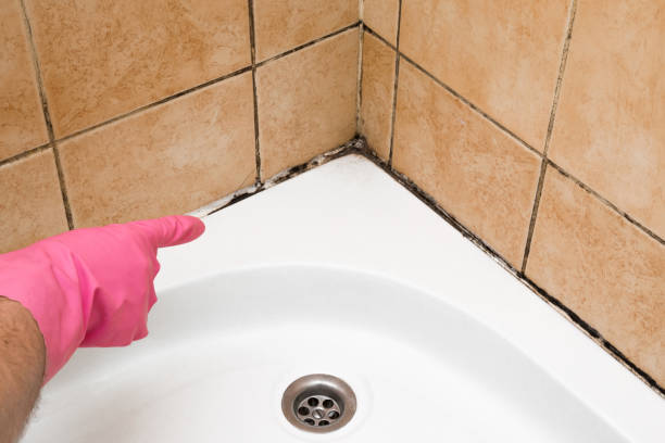 Best Attic Mold Remediation in Jonesborough, TN
